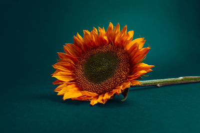 Close-up of sunflower against blue background