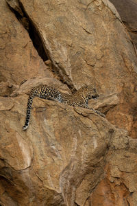 Leopard lying on rocky ledge staring ahead