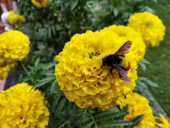 Insect on yellow flower