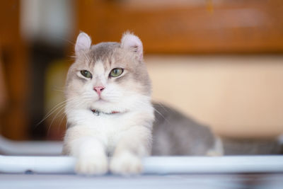 Close-up of cat