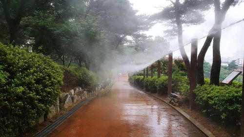 Walkway amidst trees against sky
