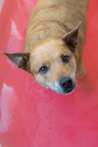 Close-up portrait of dog