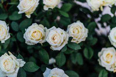 Close-up of flowers