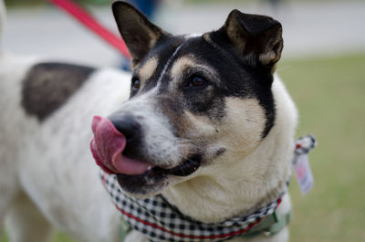 Close-up portrait of dog