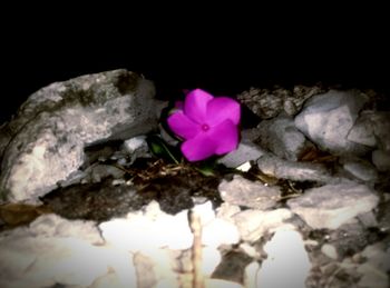 Close-up of pink flower