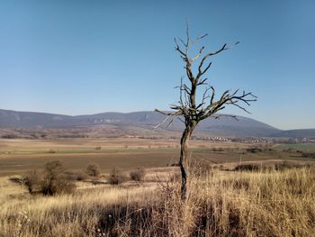 Tree on field against clear sky