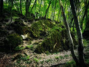 Trees growing in forest