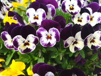 Close-up of purple flowering plants