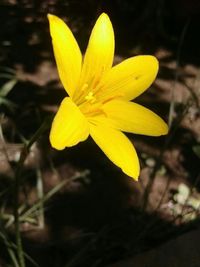 Close-up of yellow flowers