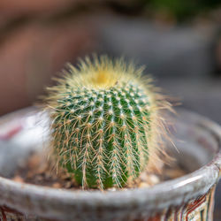 Close-up of cactus plant