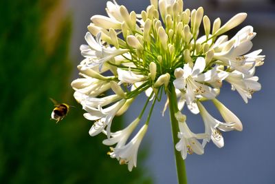 Close-up of insect on white flower