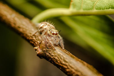 Close-up of spider