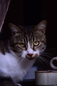 Close-up portrait of cat