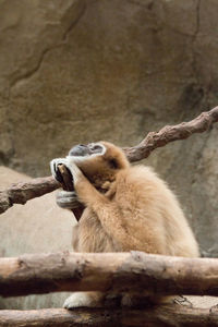 Cat sitting on branch in zoo