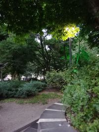 Empty road amidst trees in park