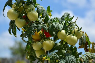 Low angle view of cherry tomatoes ripening on the vine