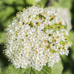 Close-up of flowers blooming outdoors