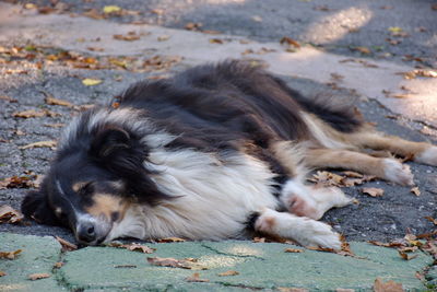 Dog sleeping on ground