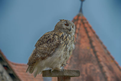 Close-up of owl perching on pole against clear sky