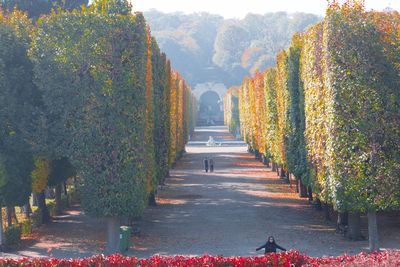 Footpath amidst plants in park during autumn