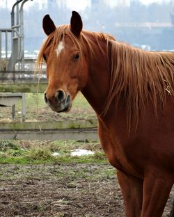 Close-up of horse