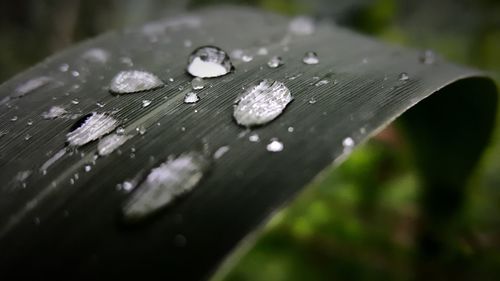 Close-up of water drops on leaf