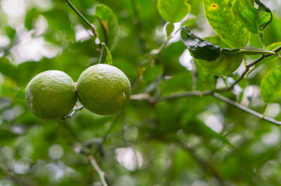 Close-up of fruit growing on tree