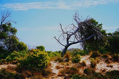 Trees on landscape against sky