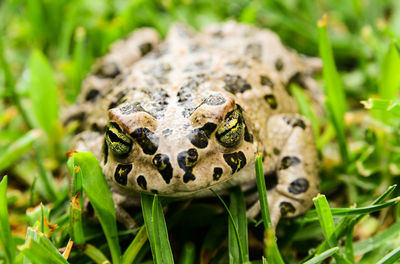 Close-up of frog on grass