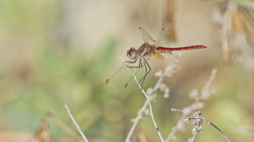 Close-up of dragonfly on plant