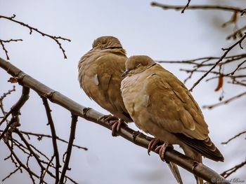 Low angle view of bird perching on tree against sky