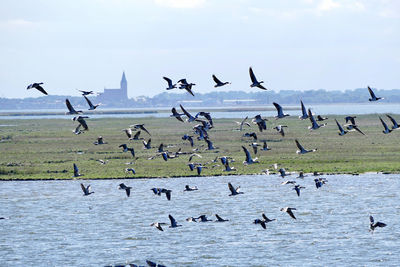 Seagulls flying in the sky