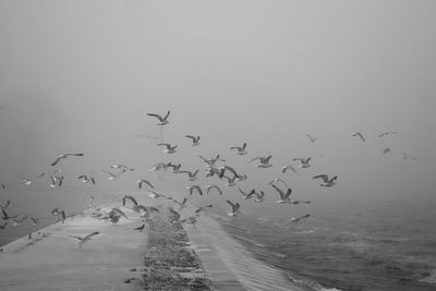 Flock of birds flying over sea