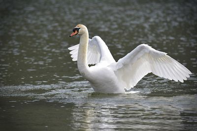 Swan swimming in lake