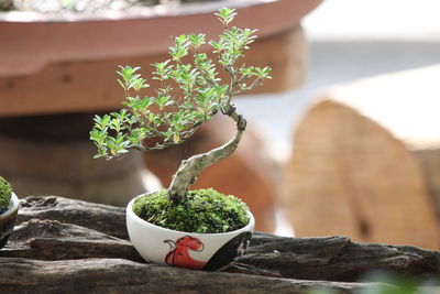 Close-up of potted plant on table