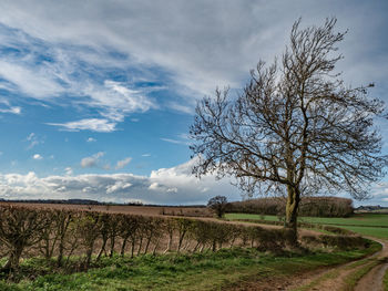 Bare tree on field against sky