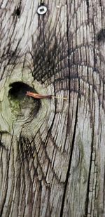 Close-up of tree trunk