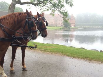 Horse cart in water