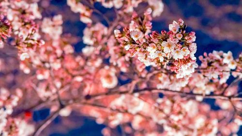 Close-up of cherry blossom