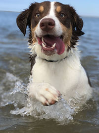 Close-up of dog in sea