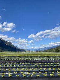 Scenic view of agricultural field against blue sky