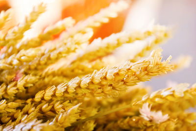 Close-up of yellow wheat with sunlight in the background.