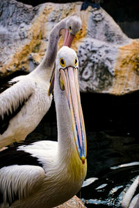 Close-up of pelican on lake