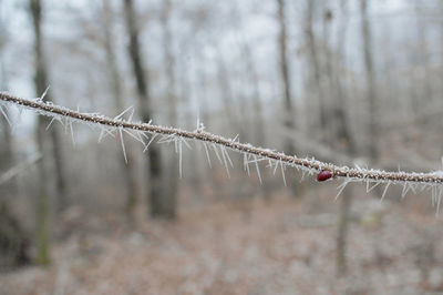 Close-up of barbed wire fence