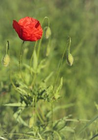 Close-up of red poppy flower