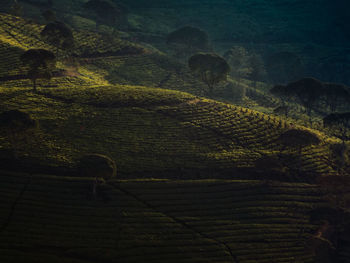 Scenic view of agricultural field