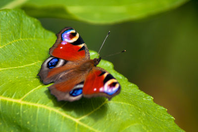 Close-up of ladybug on leaf