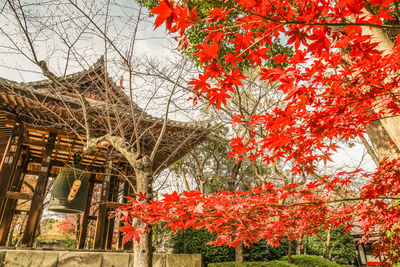 Red flowering tree by building during autumn