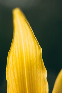 Close-up of yellow rose flower