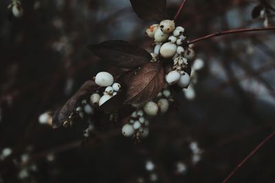 Close-up of white flower growing on tree